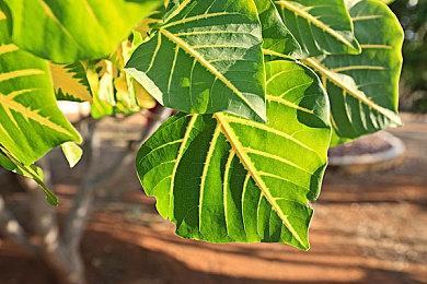 《光环：无限》开发商343解释制作现代3A游戏的难处